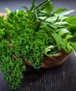 Cây Parsley 4 Cây Parsley