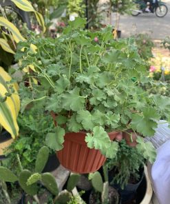 Cây phong lữ táo