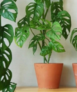 cây trầu bà lỗ