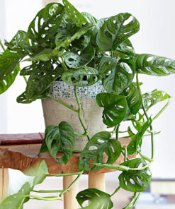 cây trầu bà lỗ