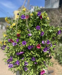 Cây Hoa Triệu Chuông 5 Cây Hoa Triệu Chuông