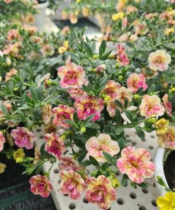 Cây Hoa Triệu Chuông 4 Cây Hoa Triệu Chuông