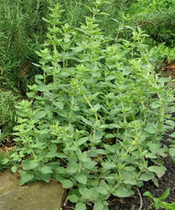 Cây Oregano