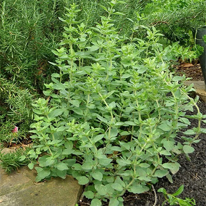 Cây Oregano 9 Cây Oregano