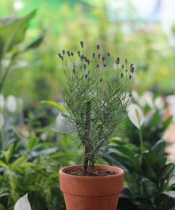 Cây oải hương True Lavender 4 Cây oải hương True Lavender
