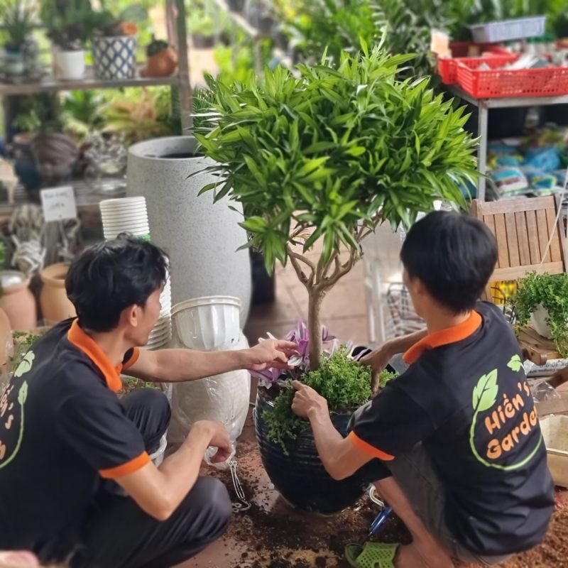 Dịch vụ thiết kế thi công sân vườn và chăm sóc cây tại Hien's Garden: Giá tốt và hiệu quả hàng đầu tại thành phố Hồ Chí Minh và trên toàn quốc 1 dịch vụ chăm cây làm vườn