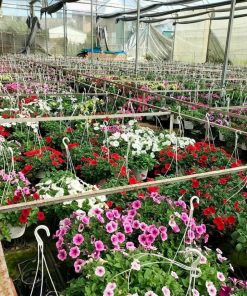 Dạ Yến Thảo 7 Dạ Yến Thảo