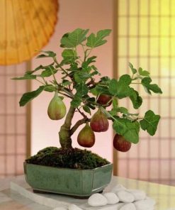 Cây sung mỹ bonsai