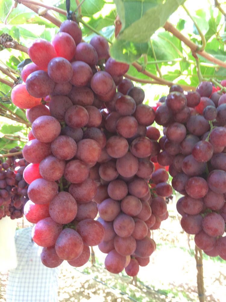 Cây giống nho 9 z4182605571536 4404b55898197a205c49061172382a5f