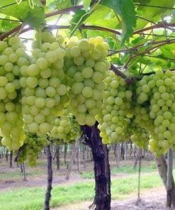 Cây giống nho 5 z4182605573739 7e18d405e31a3f718726dae5b06f5459