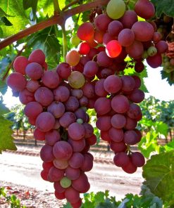 Cây giống nho 6 z4182605574926 099d183db4a1cce647fb2aa2f4b5f4fd