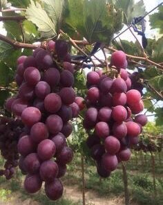 Cây giống nho 4 z4182605575801 d4bcab6d840956ea2ca5b93dc047a3e6