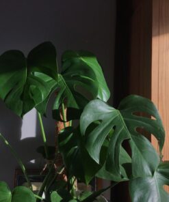 Trầu Bà Nam Mỹ 7 z4211979395340 336fd2b906052443b17bf38ad3677ea9