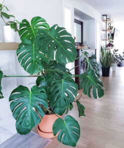 Trầu Bà Nam Mỹ 4 z4211979397045 940f7b6e697a9fa6de011d71e45f6c1a