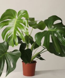 Trầu Bà Nam Mỹ 5 z4211979400318 f858380dbed6382fbc30821c80449d71