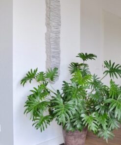 Cây Trầu Bà Thanh Xuân 4 z4211985415306 425d1c5322cb78417ed61db2026ab5c4