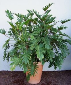 Cây Trầu Bà Thanh Xuân 5 z4211985425053 d1c53c67a51fcc6e660bc9e6026d80dc