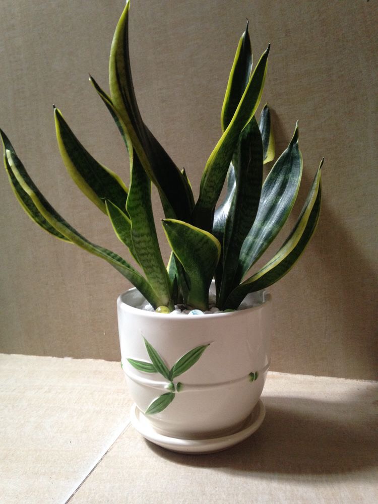 Cây Lưỡi Hổ 7 Cây lưỡi hổ