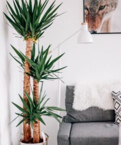 z4211987951418 ceef59fcd1acaead43b288ea2d062c3b