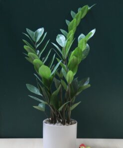 z4211988961551 40e85907f14978d3b84a25c293def2a5