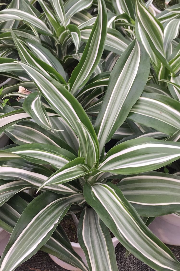 z4211992007445 1325d3abdc2f9fe1abe0c4dc5f2f0ad5