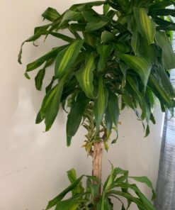 z4211992009904 aff8178056a892494a80d6e279adea8e