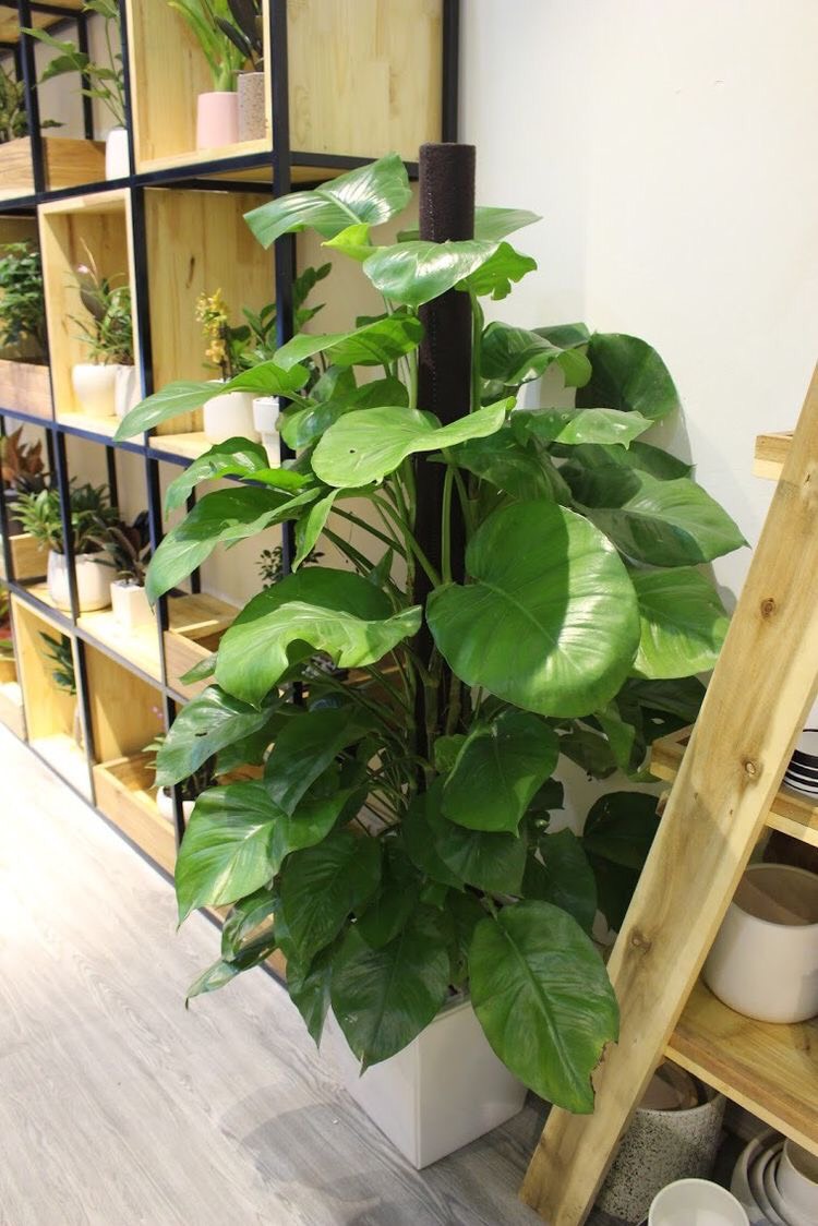 Cây Trầu Bà Cột 11 z4211994257320 83661e99181af200fb575979fb89417f