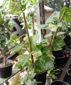 Cây Trầu Bà Cột 4 z4211994262012 ee6156214247a31e6e0bc10b424ade01