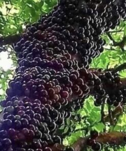 z4212013383093 18a64fcdc963151b4849bc056b4b45dd