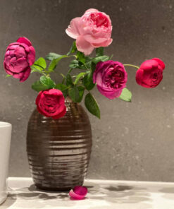 Autumn Rouge rose