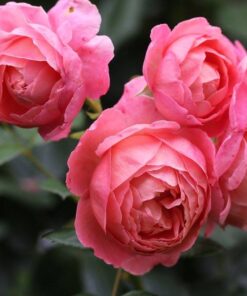 Hoa hồng bụi Boscobel Rose