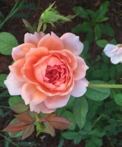 Hoa hồng bụi Carding Mill Rose