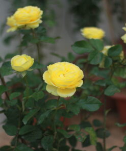 Hoa hồng bụi Catalina Rose