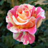 Hoa hồng bụi Claude Monet Rose