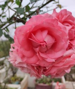 Hoa hồng bụi Corail Gelée Rose