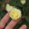 Hoa hồng bụi Creamy Eden Rose