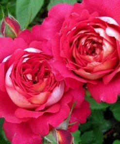 Hoa hồng bụi Docteurs Massad Rose