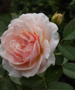 Hoa hồng bụi Evelyn Rose
