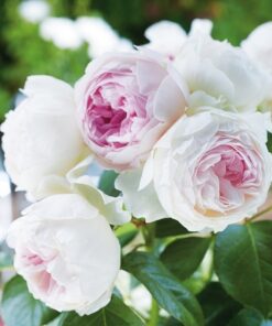 Hoa hồng bụi Herzogin Christiana Rose