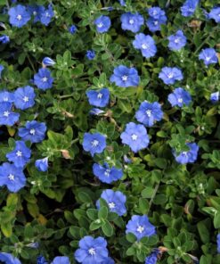 Hoa Thanh Tú 3 Hoa Thanh Tú