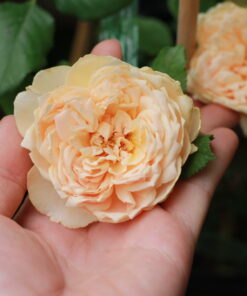 Hoa hồng bụi Masora Rose