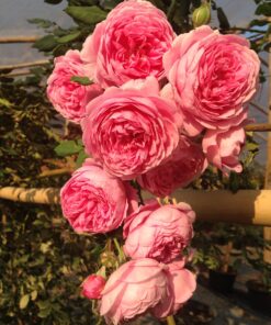 Hoa hồng leo Huntington Rose 4 Hoa hồng leo Huntington Rose