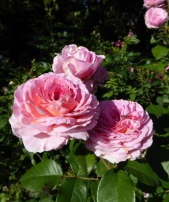 Hoa hồng bụi James Galway Rose