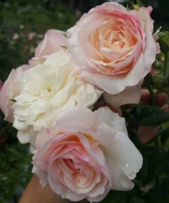 Hoa hồng bụi Keira Rose 4 Hoa hồng bụi Keira Rose