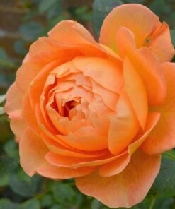 Hoa hồng bụi Lady of Shalott