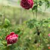 Hoa hồng bụi Marie Rose