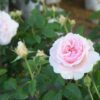 Hoa hồng bụi Miranda Rose
