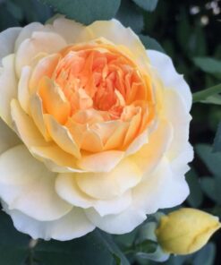 Hoa hồng bụi Molineux Rose