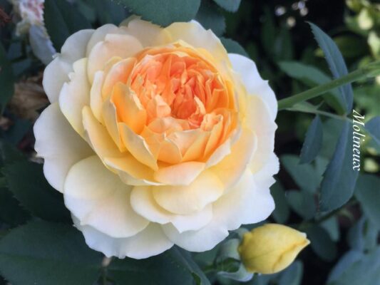 Hoa hồng bụi Molineux Rose