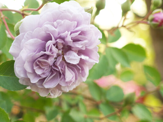 Hoa hồng bụi Rainy Blue Rose